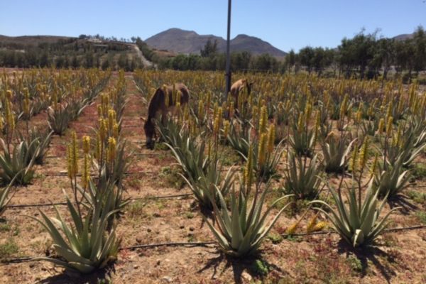Aloe Vera Finca in Gran Tarajal Finca Canarias